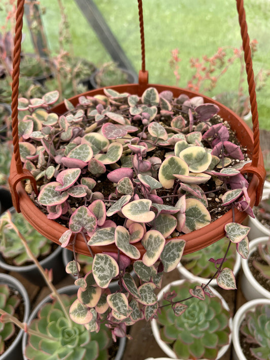 Ceropegia Woodii Variegada