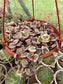 Ceropegia Woodii Variegada