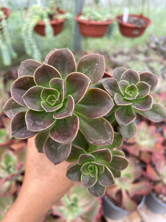 Echeveria Melaco