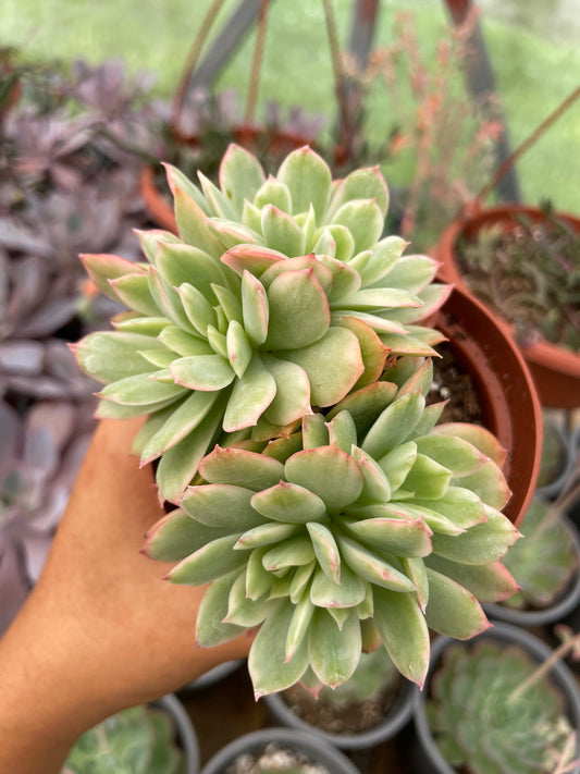 Echeveria Lemon Lime Variegada