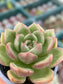 Echeveria Champán