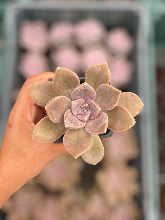 Graptopetalum Purple Delight