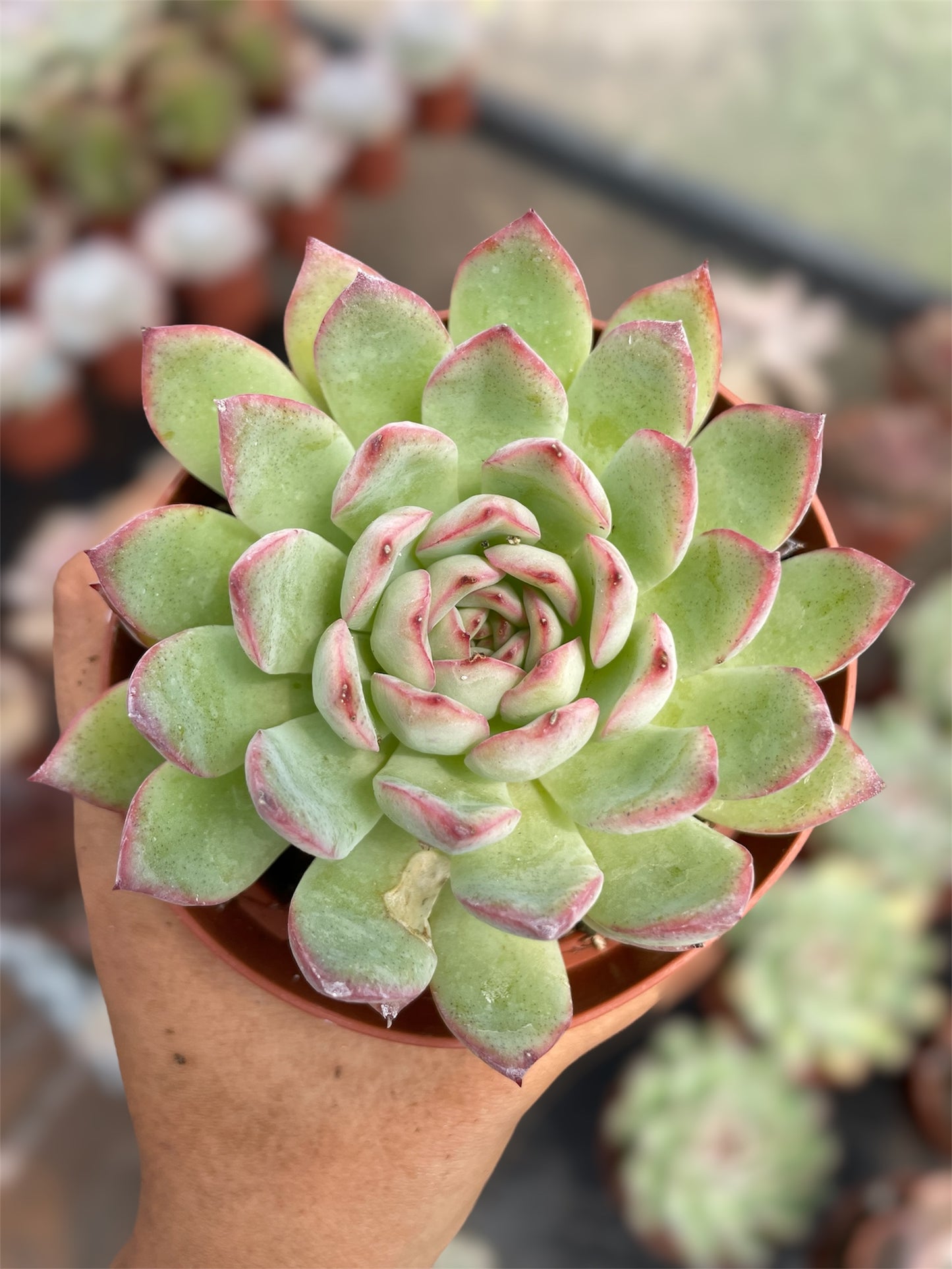 Echeveria Pulidonis