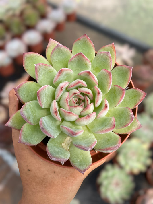 Echeveria Pulidonis