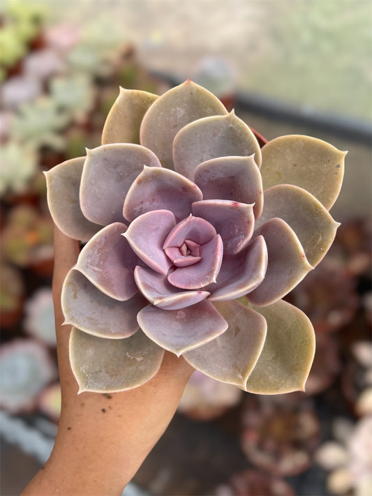 Echeveria Perle Von Nurnberg