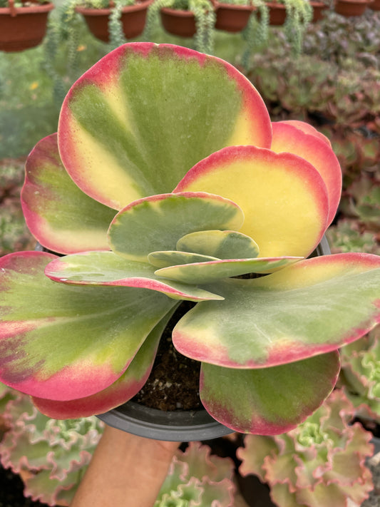 Kalanchoe Luciae Fantastic