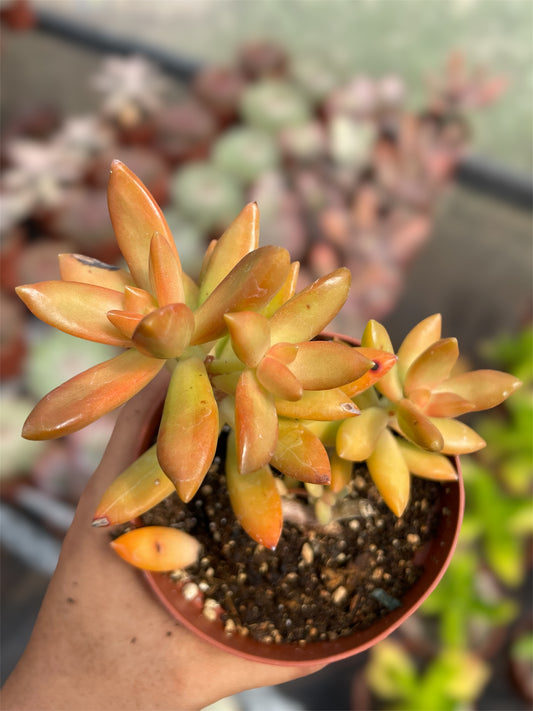 Sedum Nussbaumerianum
