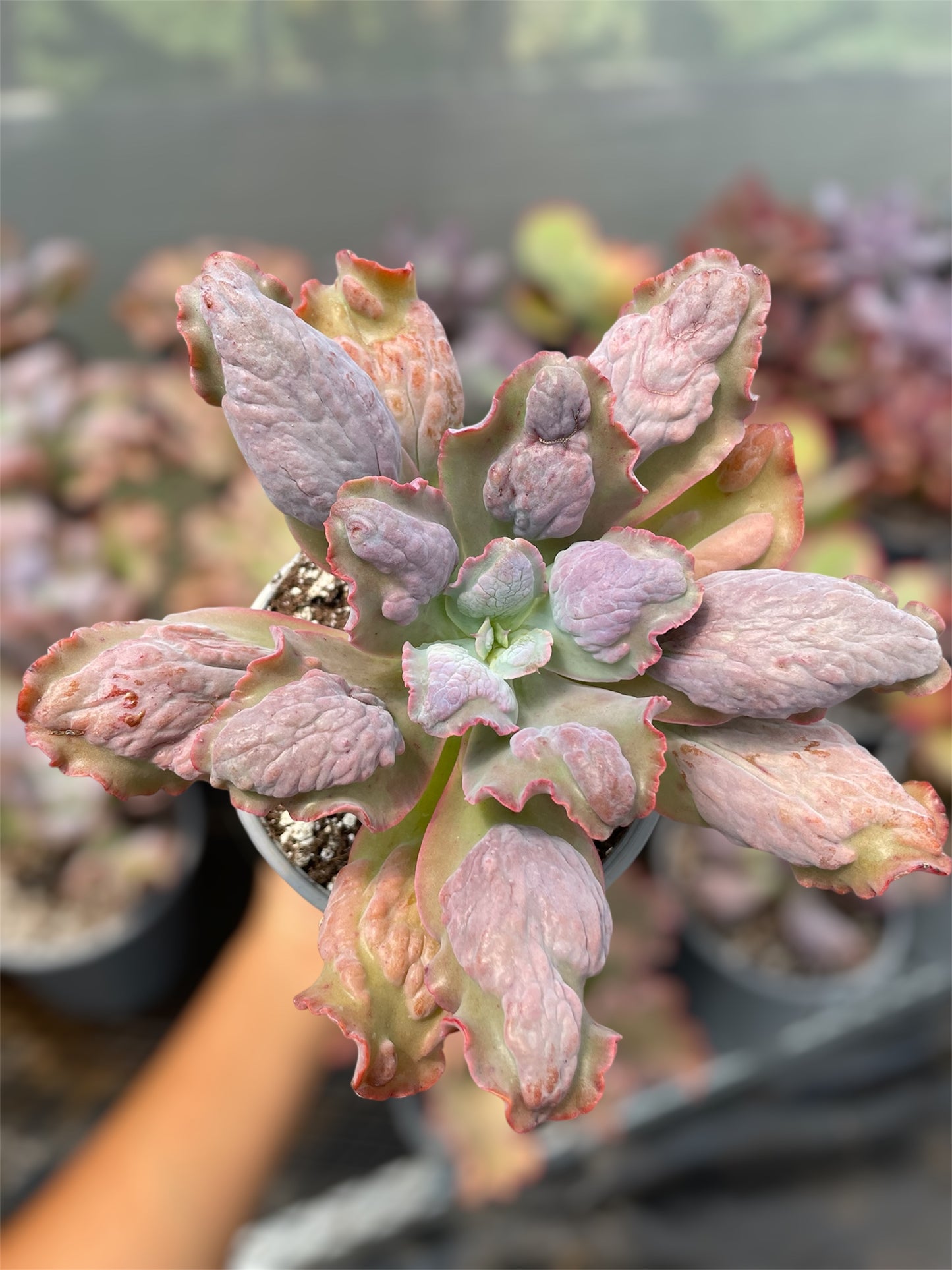 Echeveria Lilac Snow