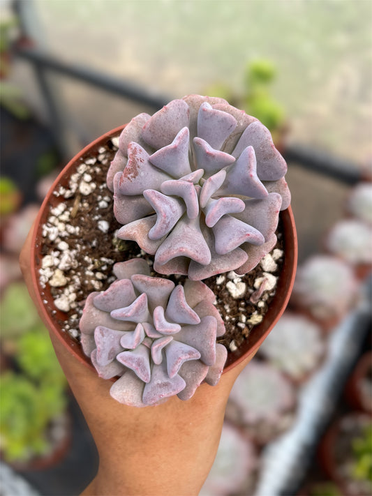 Echeveria Cubic Frost