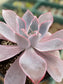 Echeveria Afterglow