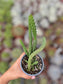 Huernia Macrocarpa
