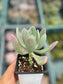 Pachyphytum Sin ID