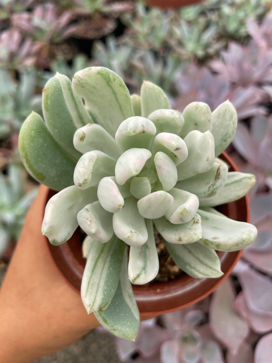 Echeveria Rolly Polly Variegada