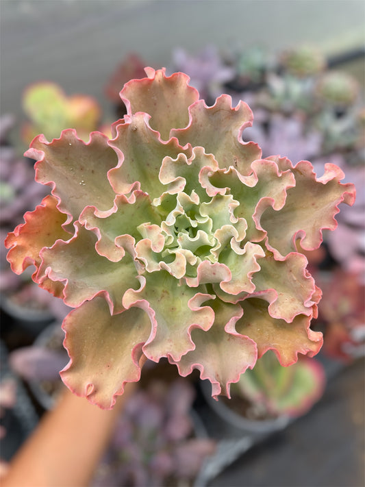 Echeveria Blue Giant