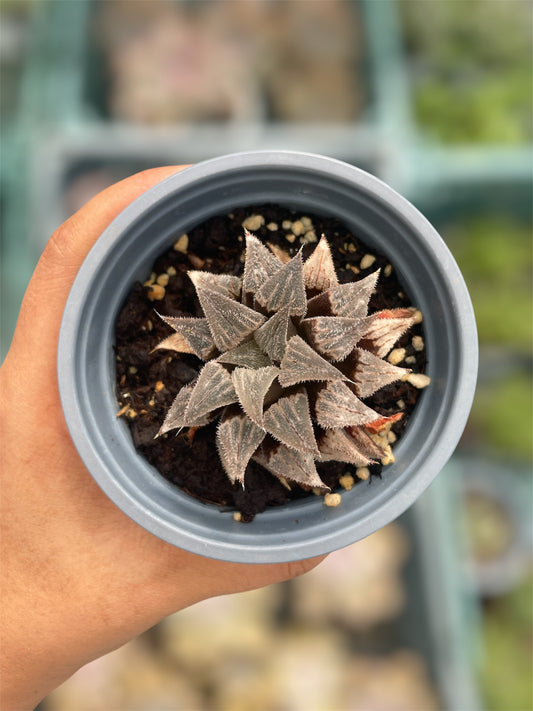 Haworthia Emelyae