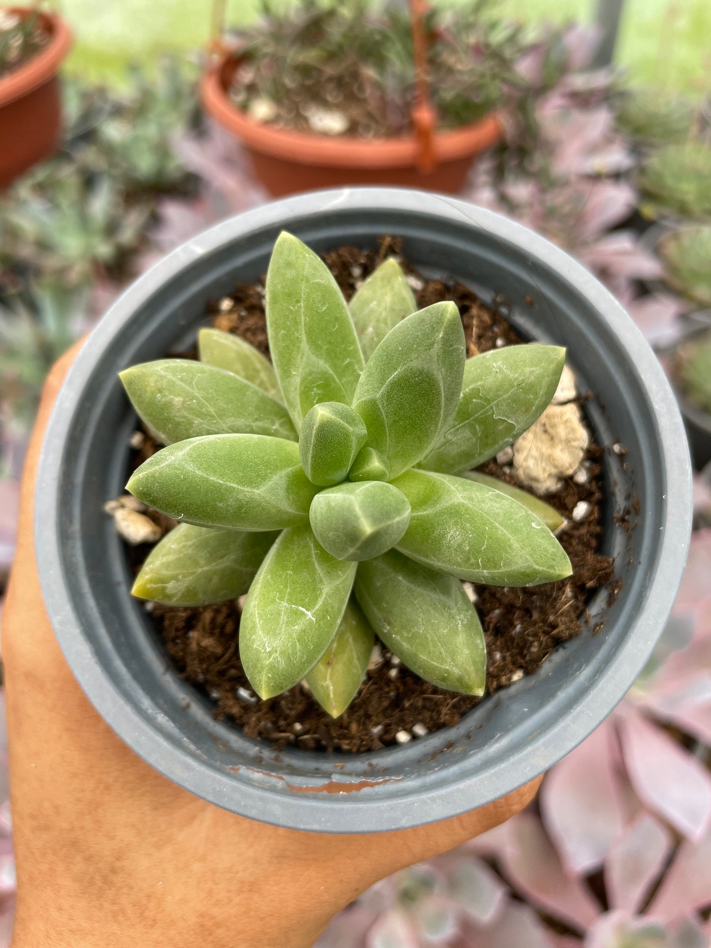 Pachyphytum Compactum