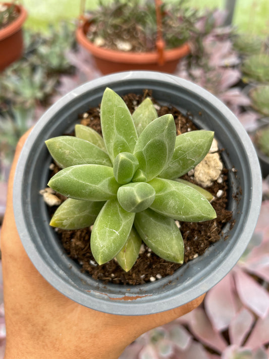 Pachyphytum Compactum