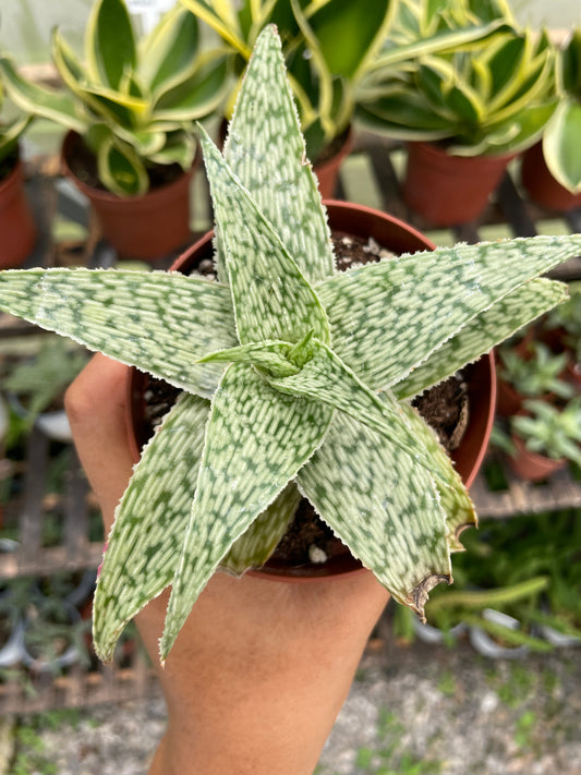 Aloe White