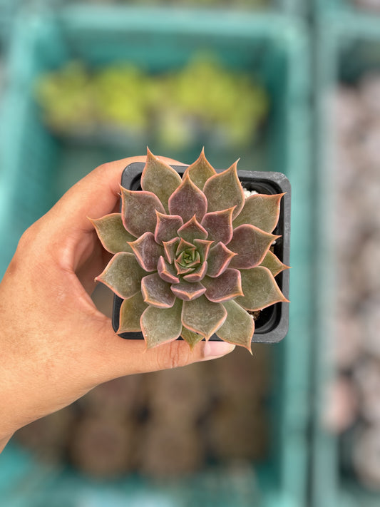 Echeveria Sin ID