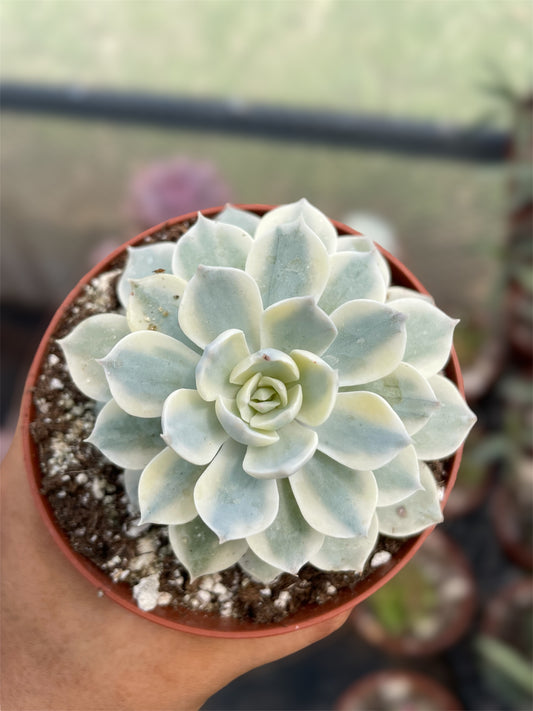 Echeveria Subsesilis Variegada
