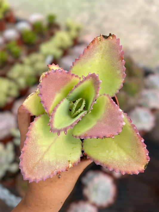 Kalanchoe Mala Madre