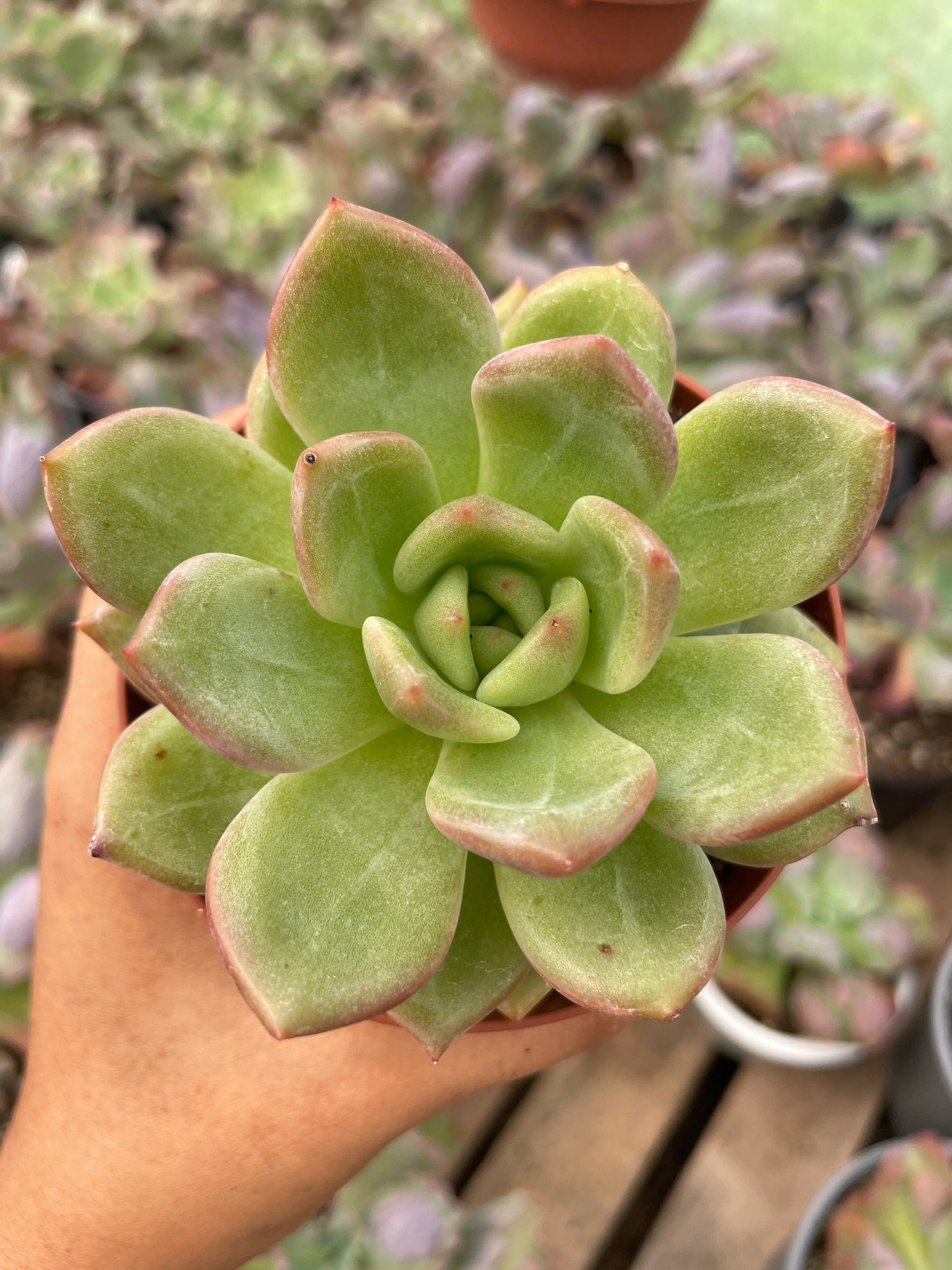 Echeveria Champán