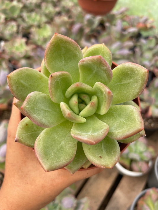 Echeveria Champán