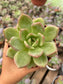 Echeveria Champán