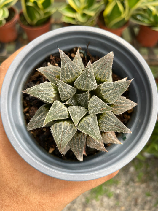 Haworthia Emelyae