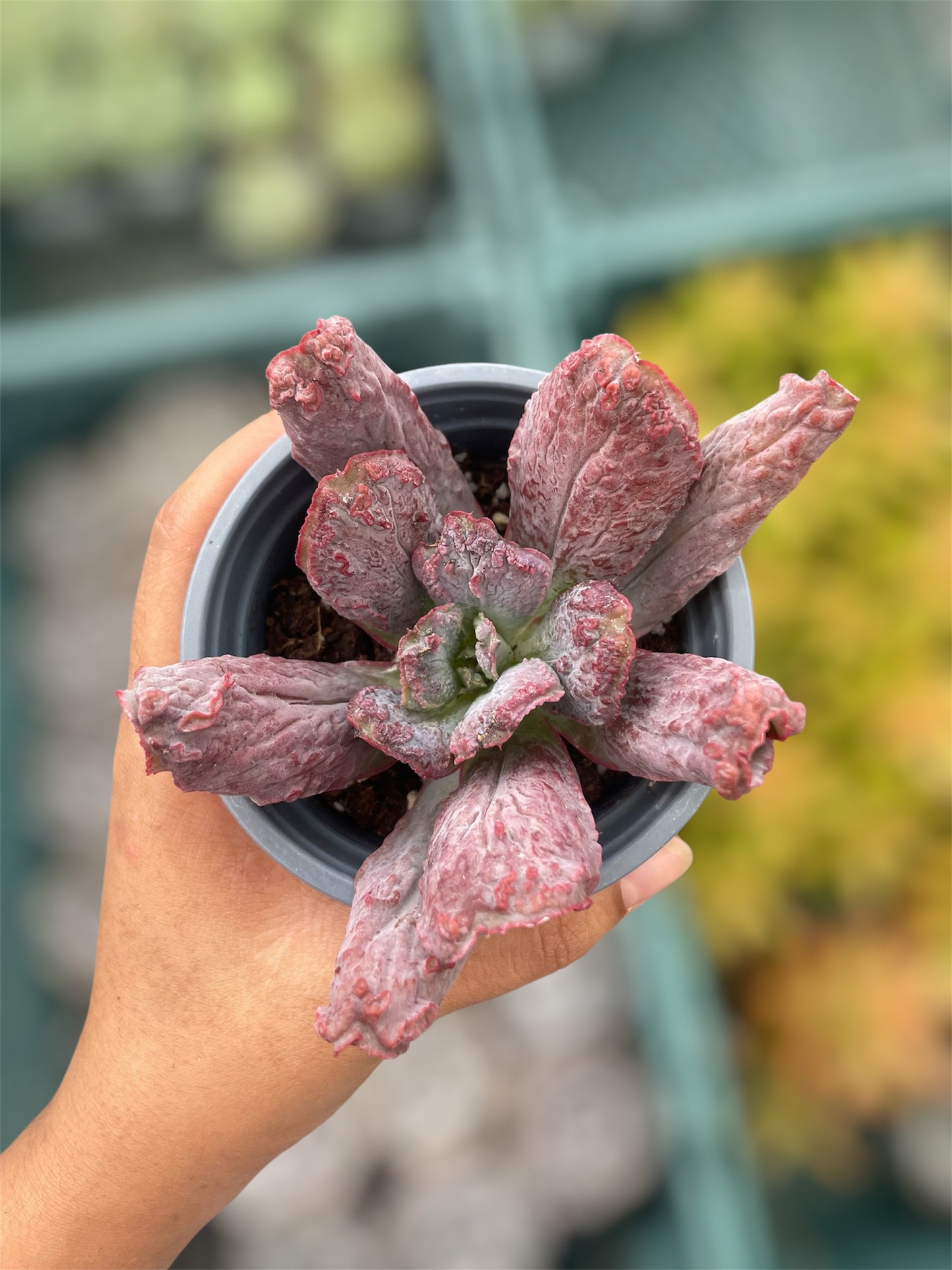 Echeveria Linguas