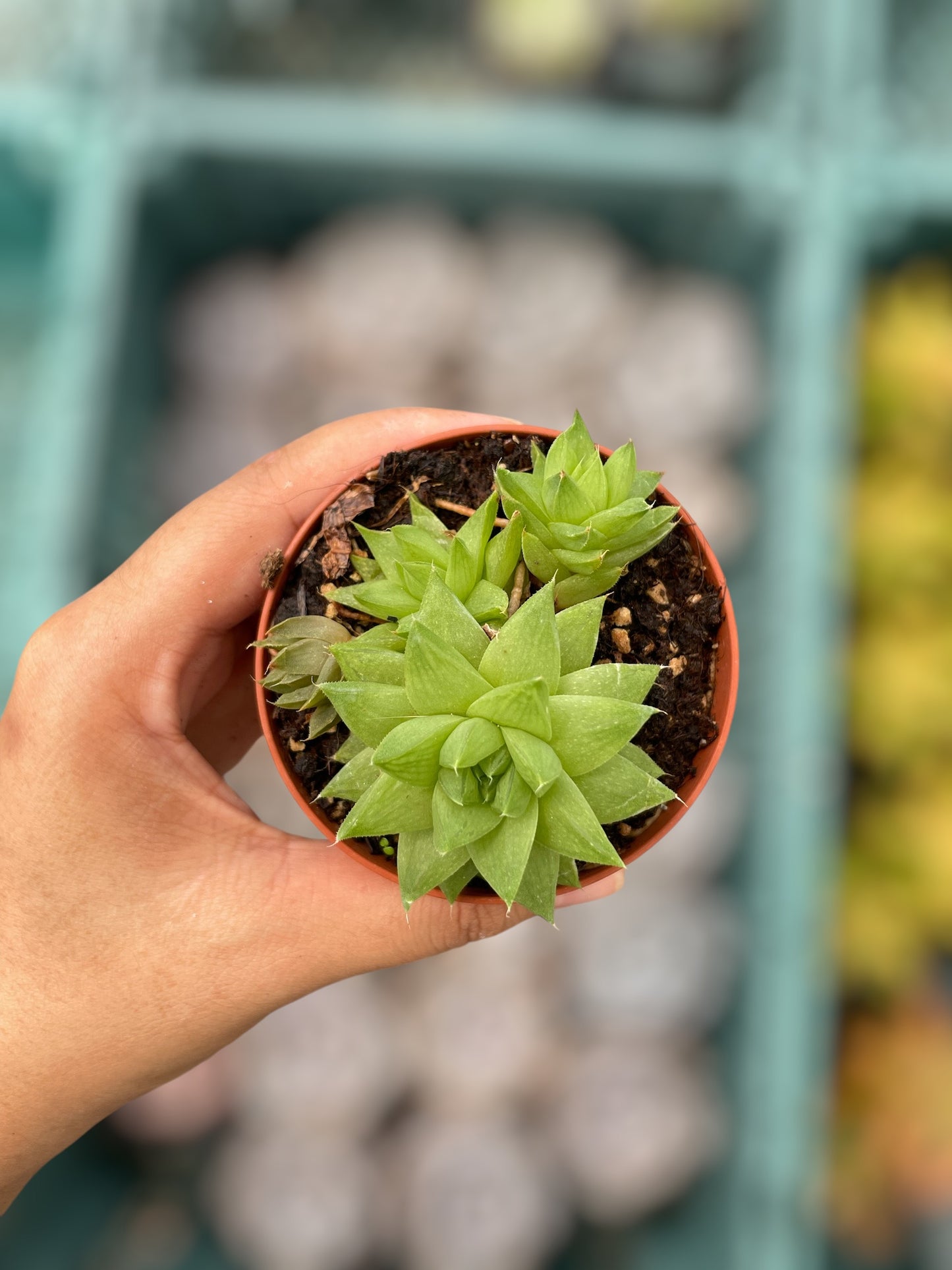 Haworthia Cymbiformis