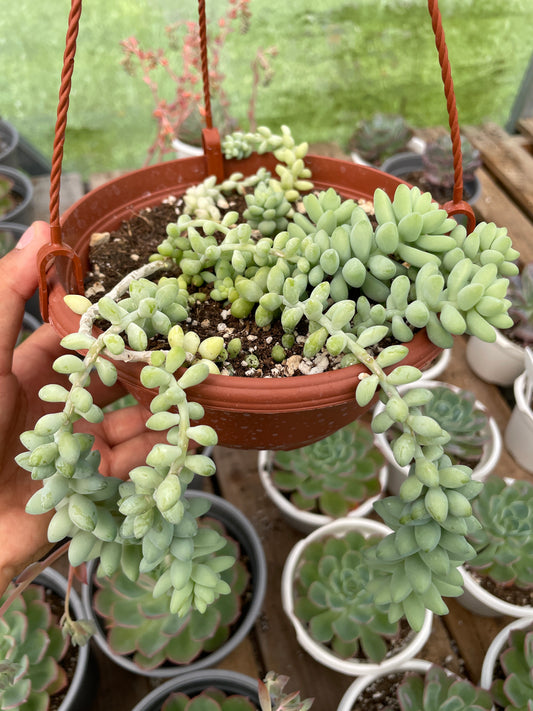 Sedum Burrito