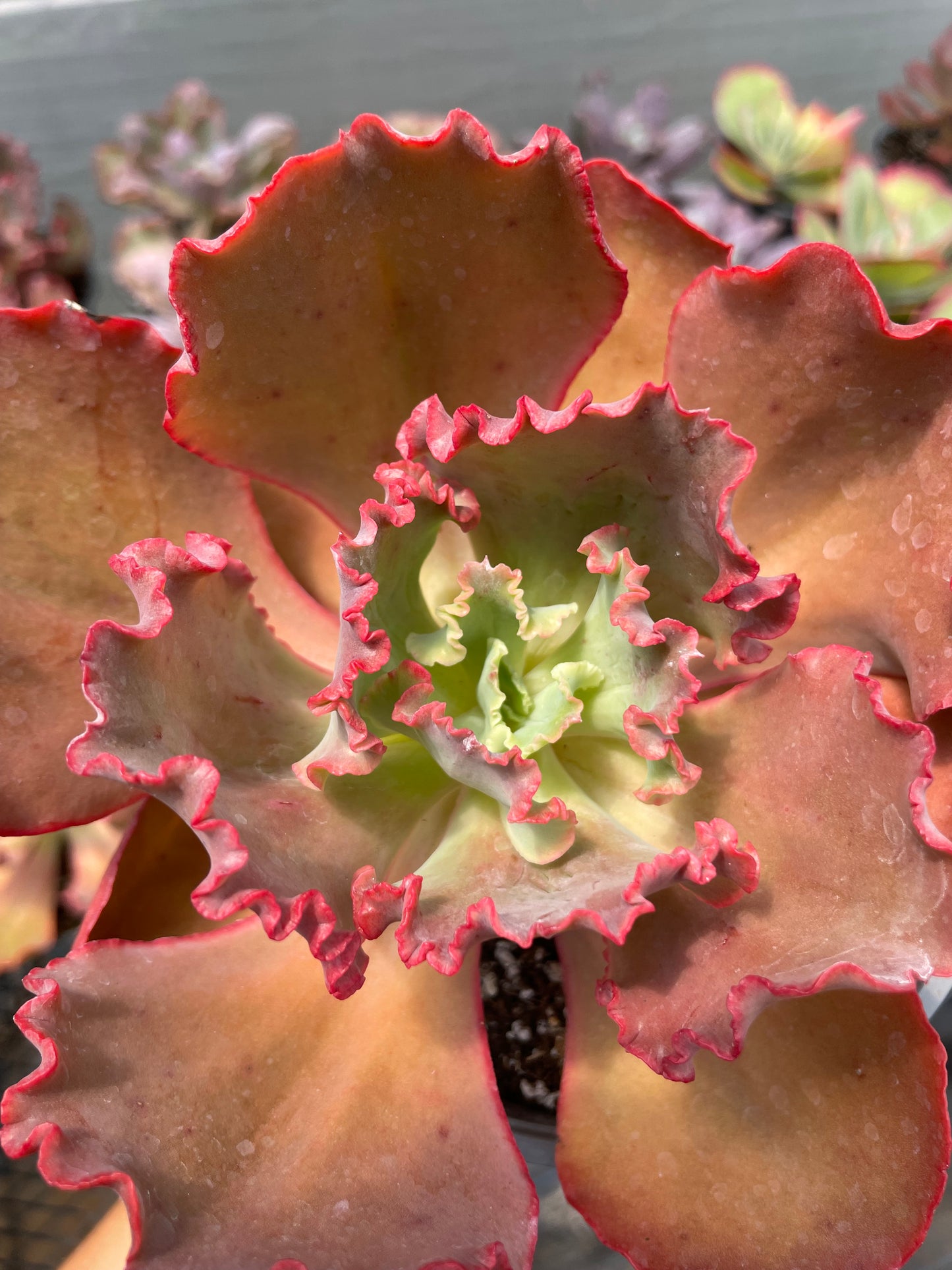 Echeveria Diamond State Revertida