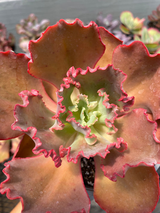 Echeveria Diamond State Revertida