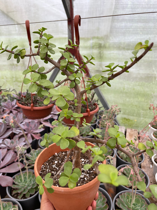 Portulaga Afra