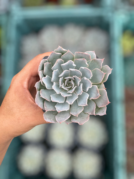 Echeveria Shaviana