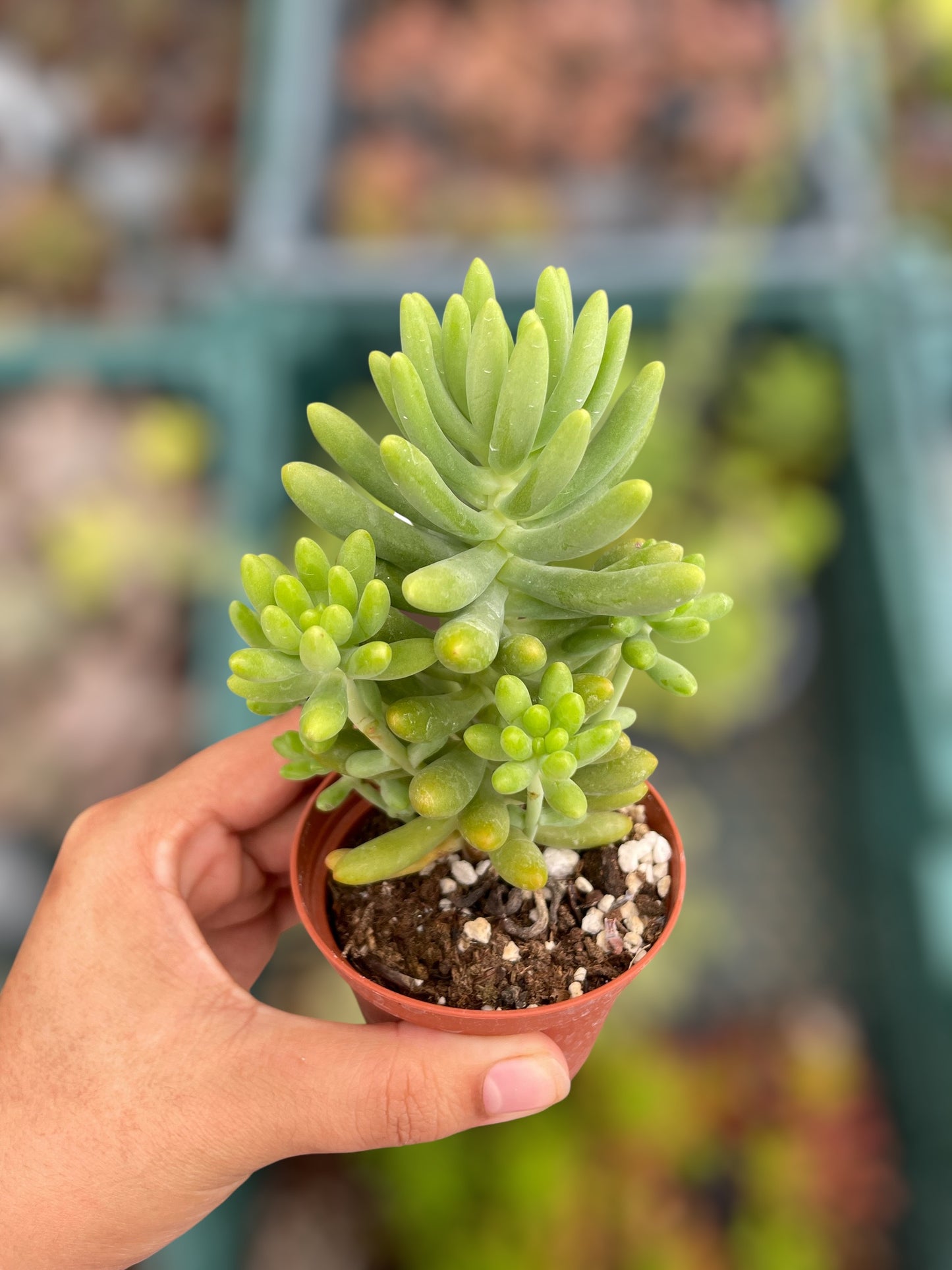 Sedum Sin ID