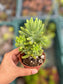 Sedum Sin ID