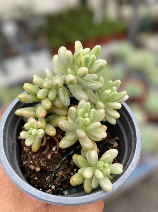 Sedum Rubrotictum Aurora