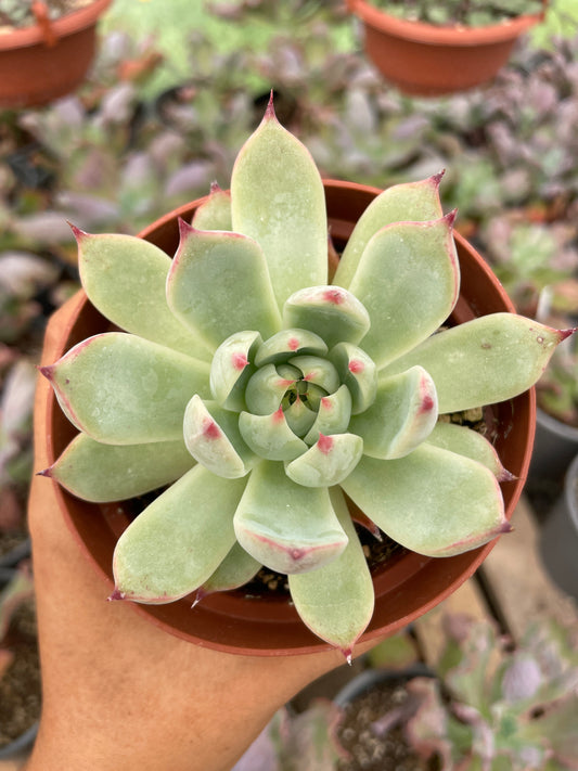 Echeveria Chihuahuaensis