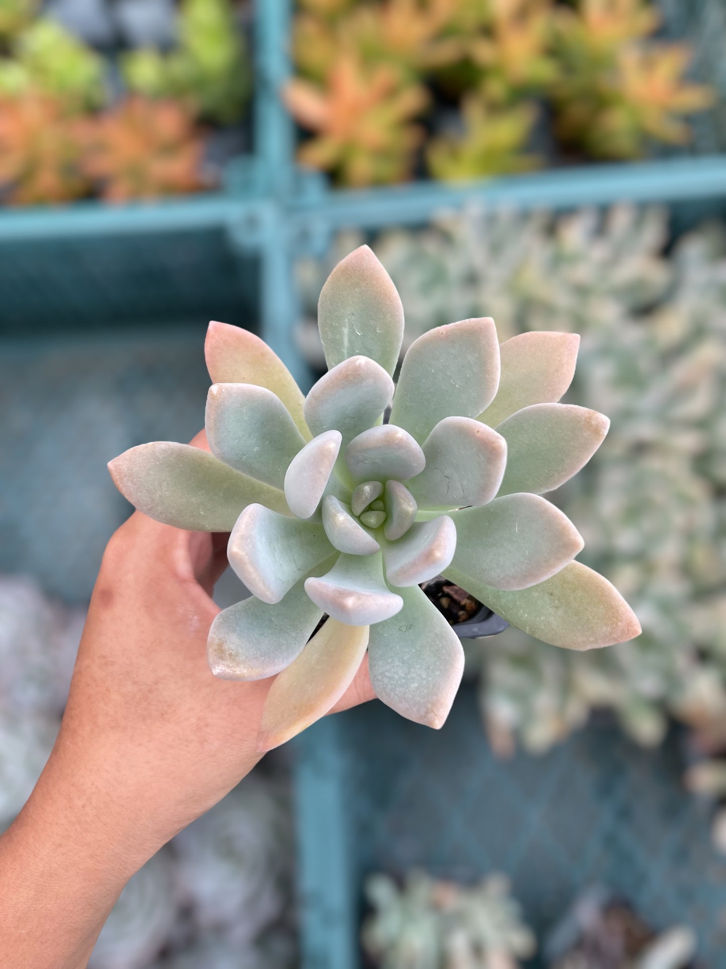 Pachyphytum Pachyphytoides