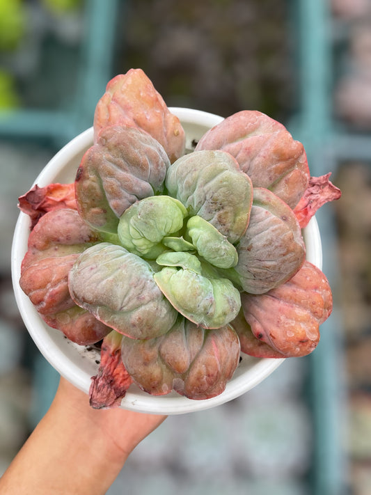 Echeveria Meteorite