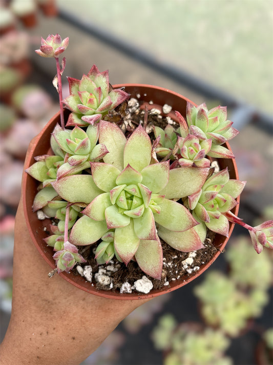 Graptopetalum Macdougallii
