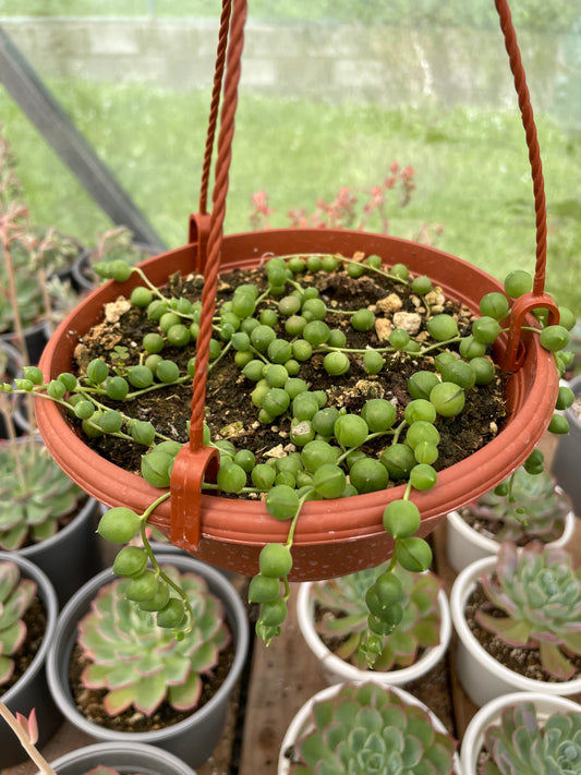 Curio Rowleyanus