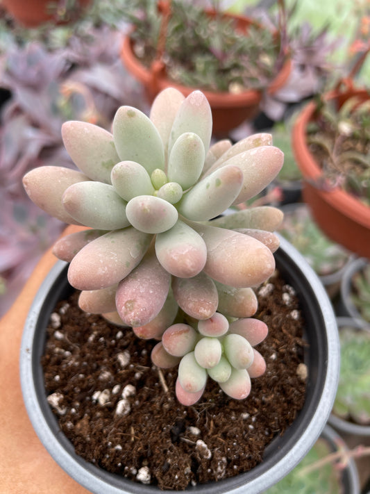 Pachyphytum Rzedowskii