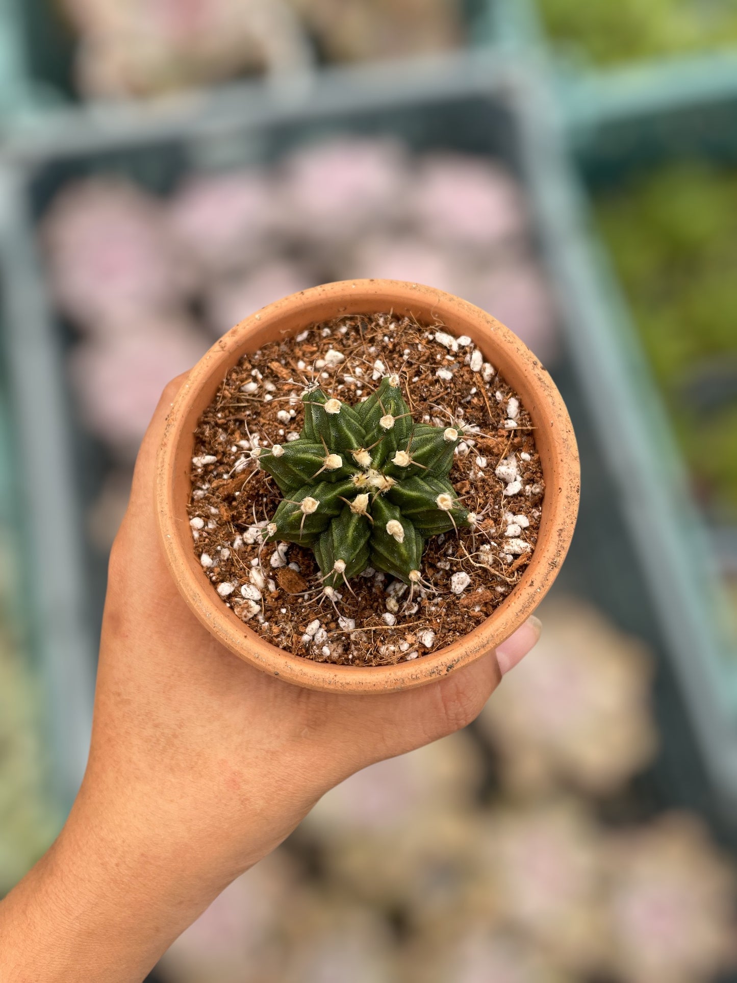 Gymnocalycium mihanovichii