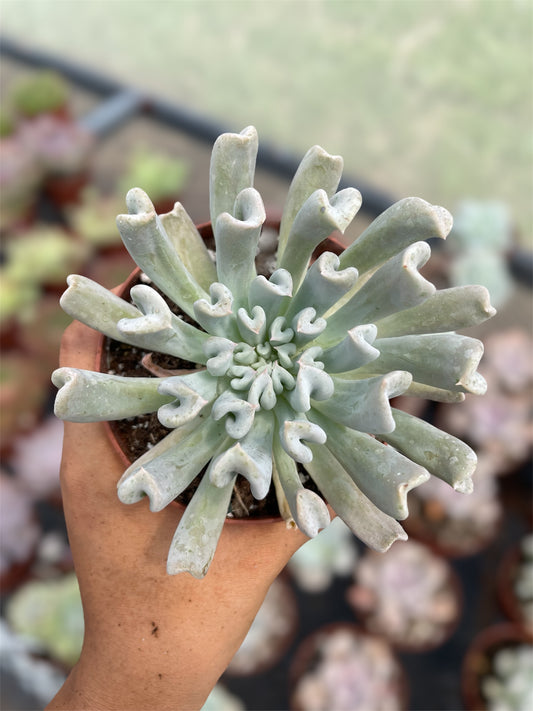 Echeveria Runyonii