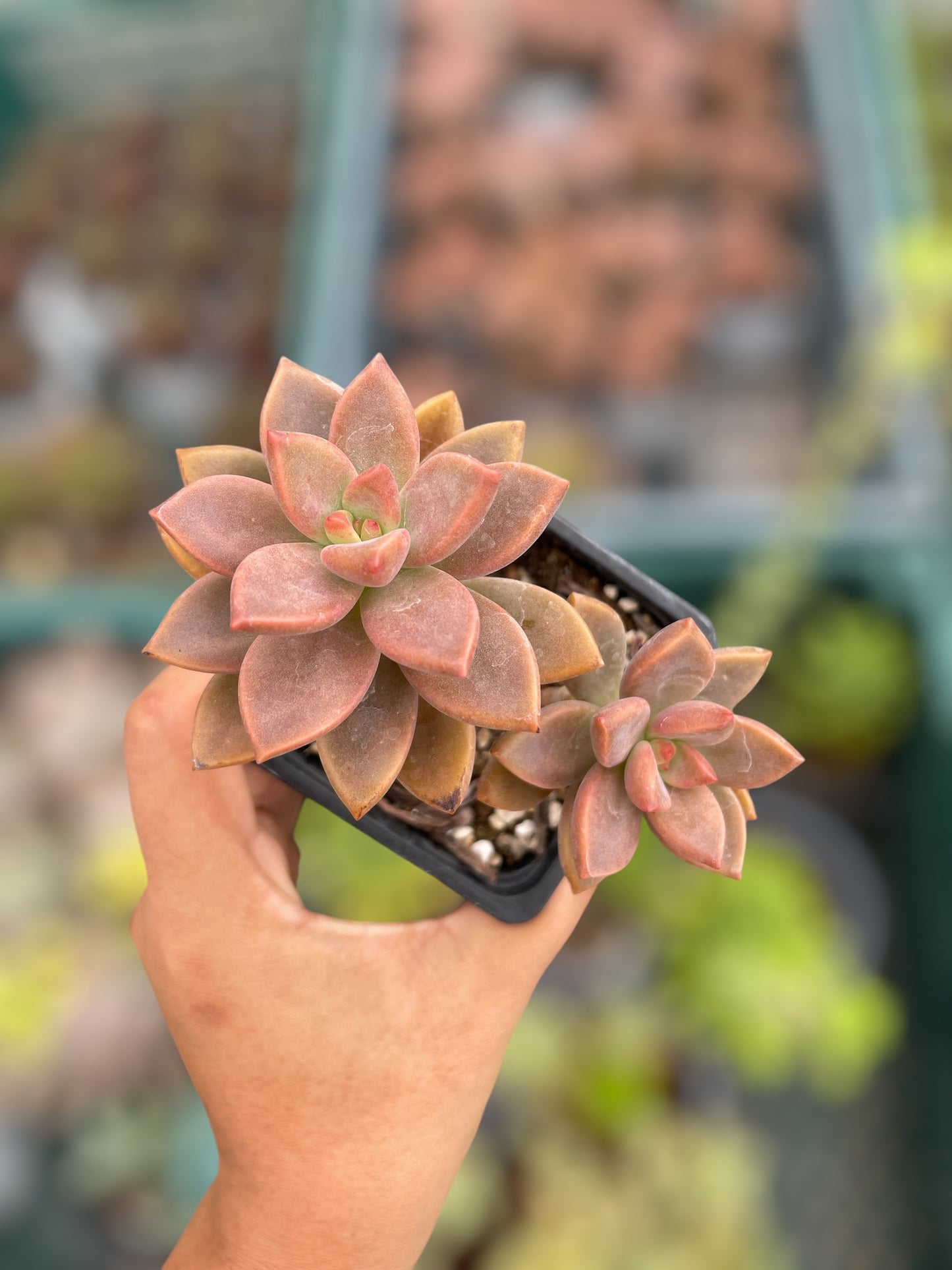 Graptosedum Bronce