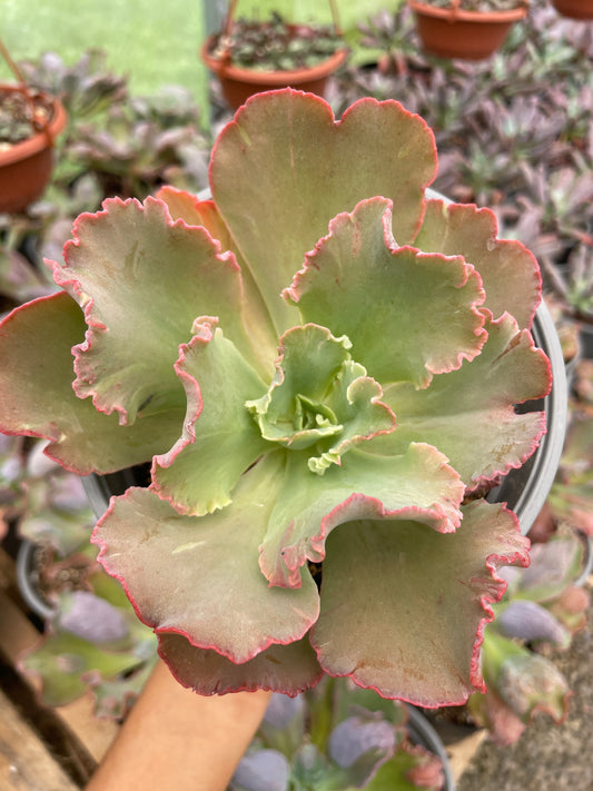 Echeveria Chantilly