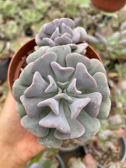 Echeveria Cubic Frost